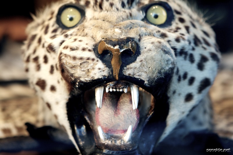 mad cat