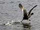 taking flight
