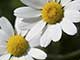 tiny flowers