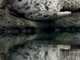 resting seal