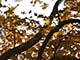 tilted leaves