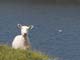 peep sheep