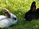 ebony and ivory