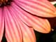 dirty flowers