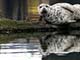 seal