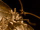 moth