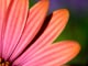 clean flower