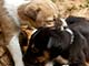 puppies